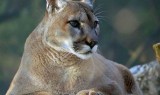 英雄联盟狂野女猎手(野区谁克制豹女)