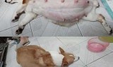 生小宝宝小游戏(模拟孕妈妈生产游戏下载)