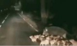 猪兔大战下载_猪兔大战修改器
