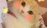 小苍解说lol视频(LOL背景故事解说视频)