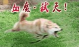 王权2秘籍(王权2怎么转职)