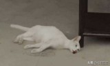 唐宫美人天下小游戏(唐宫美人天下全集免费)