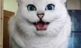 推推猫_推推99房源